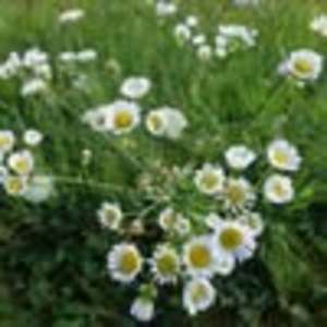 Meet your Posher, Sylvia koon